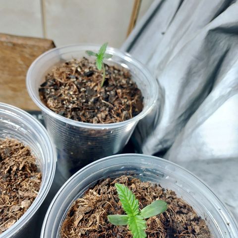 Cleide e Cláudia  growlog photo: dia 04 botei p tomar sol pela tarde