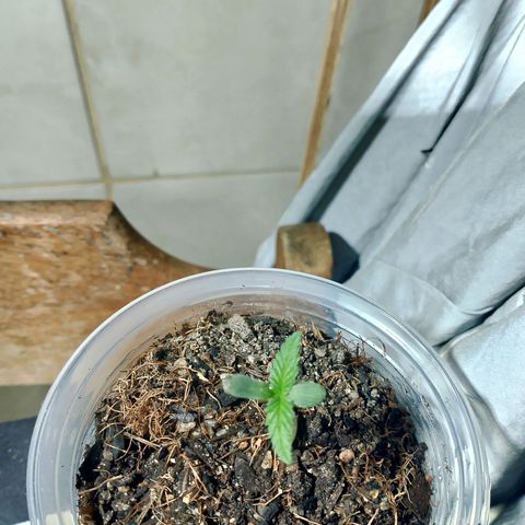 Cleide e Cláudia  growlog photo: dia 04 botei p tomar sol pela tarde