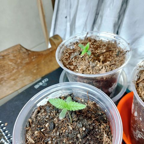 Cleide e Cláudia  growlog timeline photo