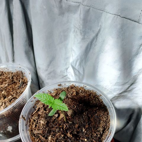 Cleide e Cláudia  growlog timeline photo