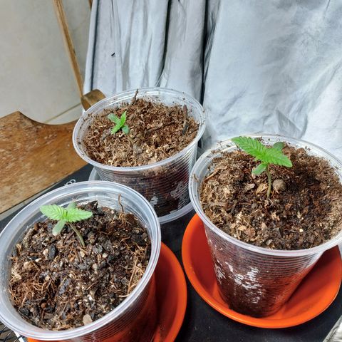 Cleide e Cláudia  growlog timeline photo