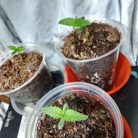 Cleide e Cláudia  growlog timeline photo