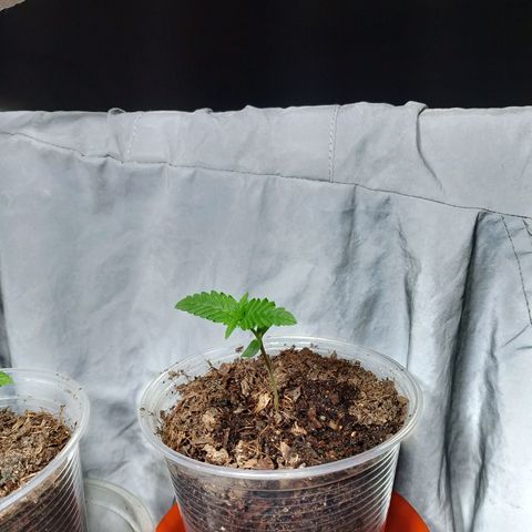 Cleide e Cláudia  growlog timeline photo