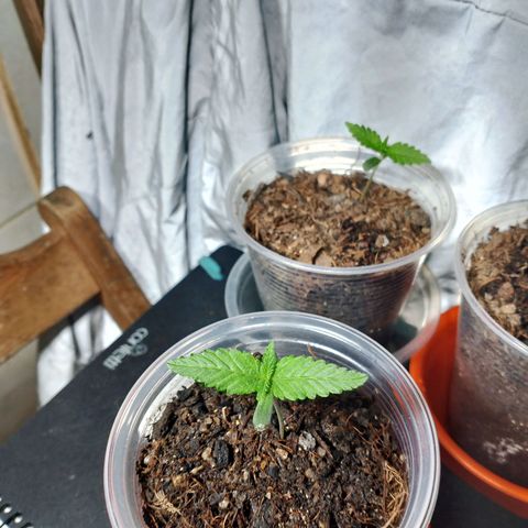 Cleide e Cláudia  growlog timeline photo