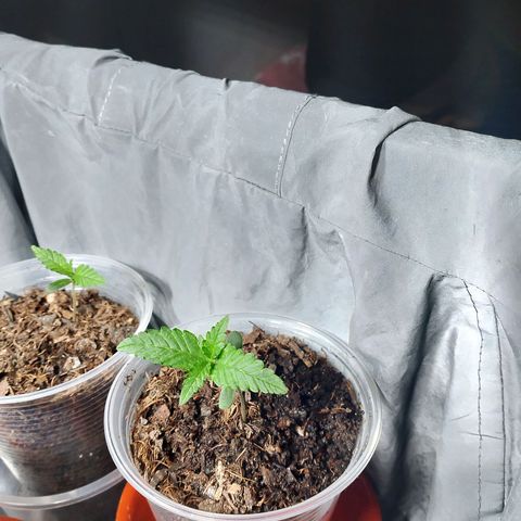Cleide e Cláudia  growlog timeline photo
