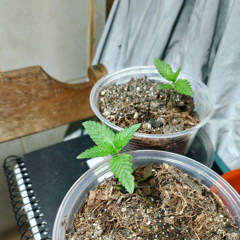 Cleide e Cláudia  growlog photo: fiz a primeira lst em cleide, que foi a que mais esticou e a que mais está se desenvolvendo 