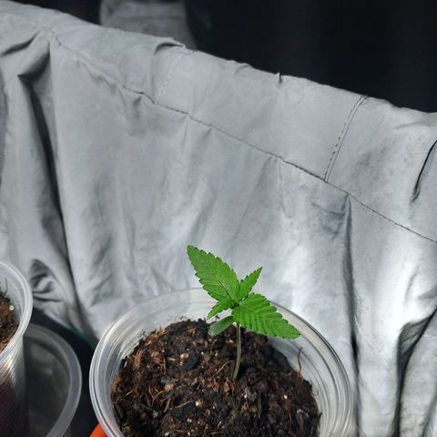 Cleide e Cláudia  growlog photo: fiz a primeira lst em cleide, que foi a que mais esticou e a que mais está se desenvolvendo 