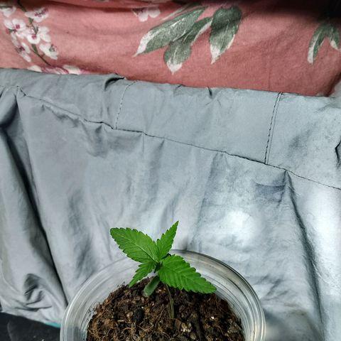 Cleide e Cláudia  growlog timeline photo
