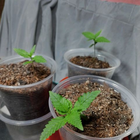 Cleide e Cláudia  growlog timeline photo