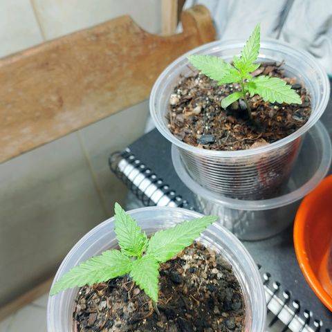 Cleide e Cláudia  growlog timeline photo
