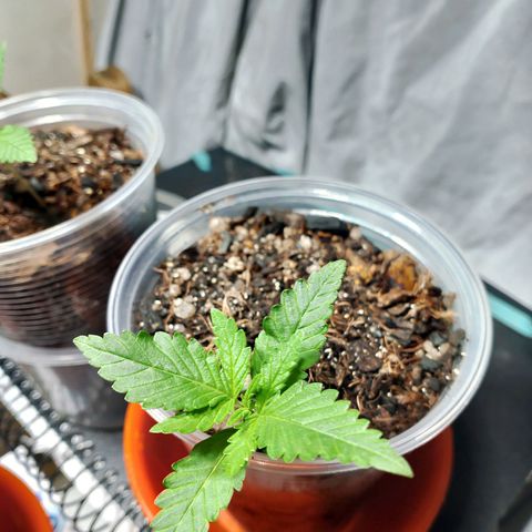 Cleide e Cláudia  growlog timeline photo