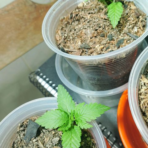 Cleide e Cláudia  growlog timeline photo