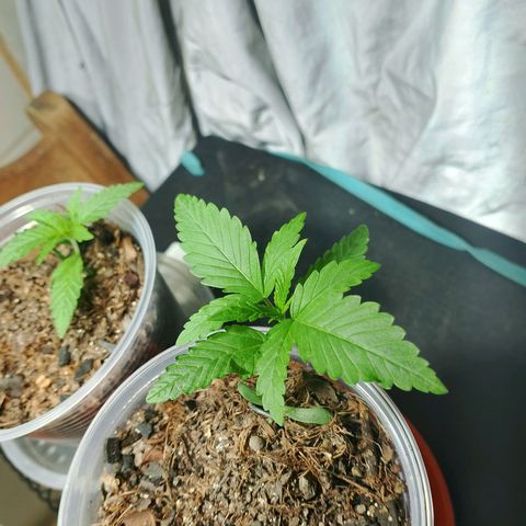 Cleide e Cláudia  growlog timeline photo