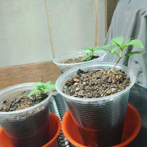 Cleide e Cláudia  growlog timeline photo