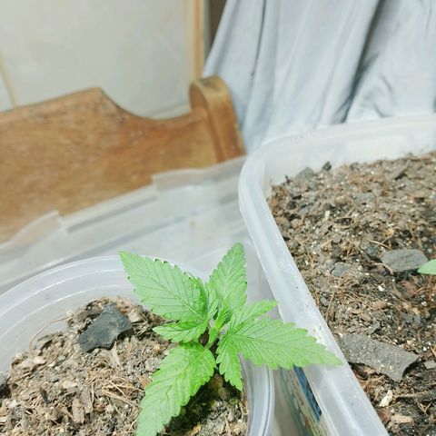 Cleide e Cláudia  growlog photo: fiz o transplante da que esta mais desenvolvida, fiz outro lst e ela reagiu bem.
e a outra segue vindo linda tambem