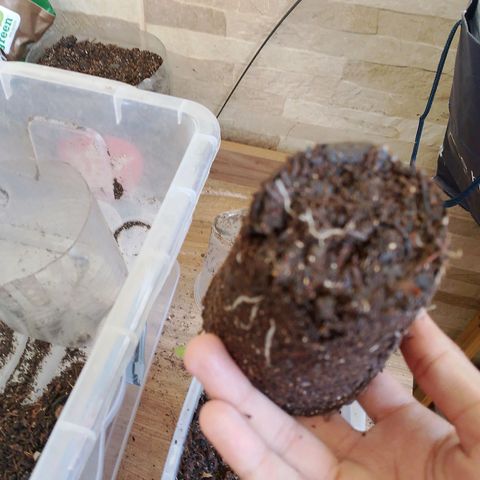 Cleide e Cláudia  growlog photo: fiz o transplante da que esta mais desenvolvida, fiz outro lst e ela reagiu bem.
e a outra segue vindo linda tambem