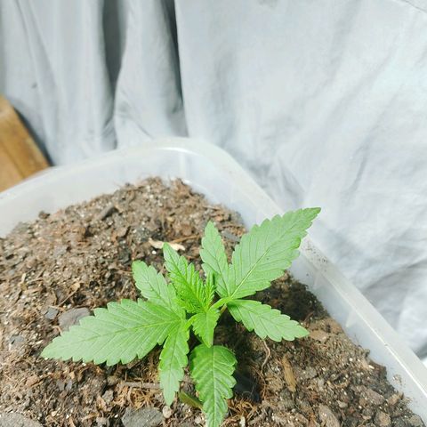 Cleide e Cláudia  growlog photo: fiz o transplante da que esta mais desenvolvida, fiz outro lst e ela reagiu bem.
e a outra segue vindo linda tambem