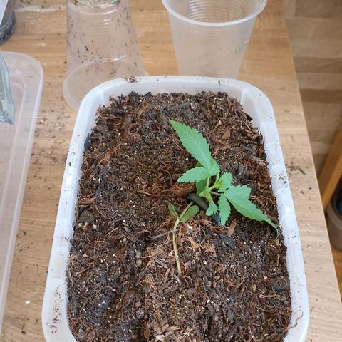 Cleide e Cláudia  growlog photo: fiz o transplante da que esta mais desenvolvida, fiz outro lst e ela reagiu bem.
e a outra segue vindo linda tambem