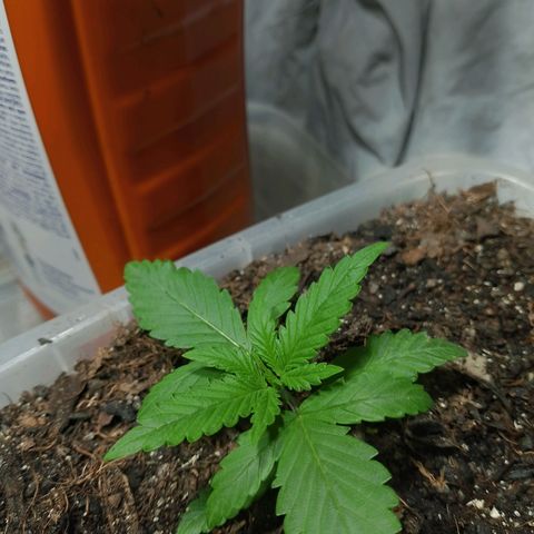 Cleide e Cláudia  growlog timeline photo