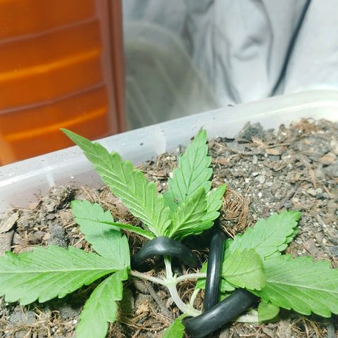 Cleide e Cláudia  growlog timeline photo