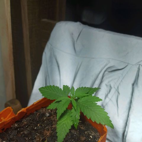 Cleide e Cláudia  growlog timeline photo