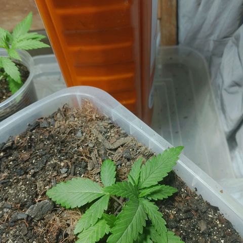 Cleide e Cláudia  growlog timeline photo