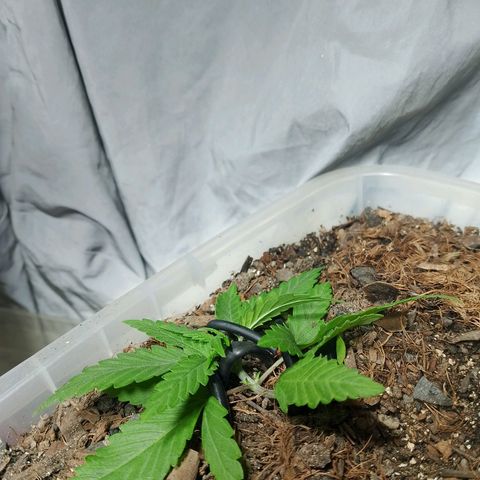 Cleide e Cláudia  growlog timeline photo