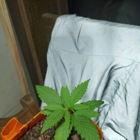 Cleide e Cláudia  growlog timeline photo