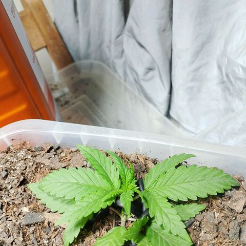 Cleide e Cláudia  growlog timeline photo