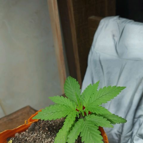Cleide e Cláudia  growlog timeline photo