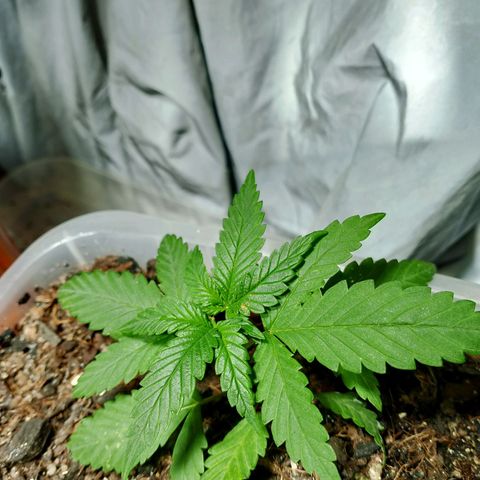 Cleide e Cláudia  growlog photo: fiz a primeira rega com chá de lentilha e fiz a poda top em uma