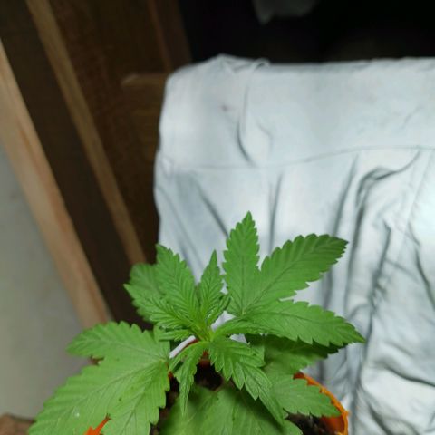 Cleide e Cláudia  growlog photo: fiz a primeira rega com chá de lentilha e fiz a poda top em uma