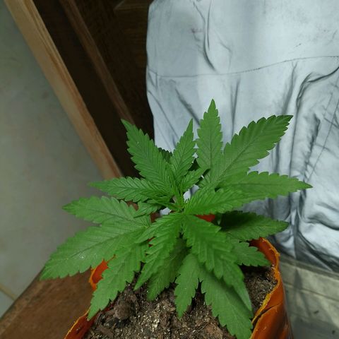 Cleide e Cláudia  growlog timeline photo