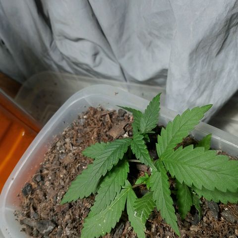 Cleide e Cláudia  growlog timeline photo