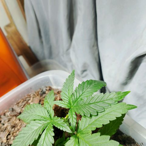 Cleide e Cláudia  growlog timeline photo