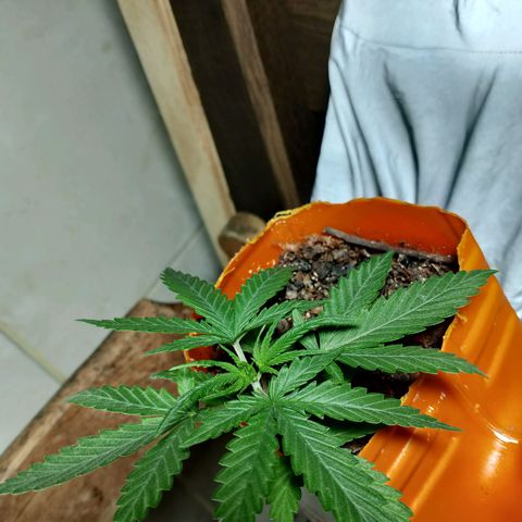 Cleide e Cláudia  growlog timeline photo