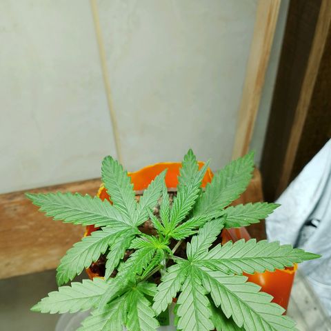 Cleide e Cláudia  growlog timeline photo