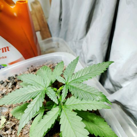 Cleide e Cláudia  growlog timeline photo