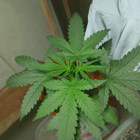 Cleide e Cláudia  growlog timeline photo
