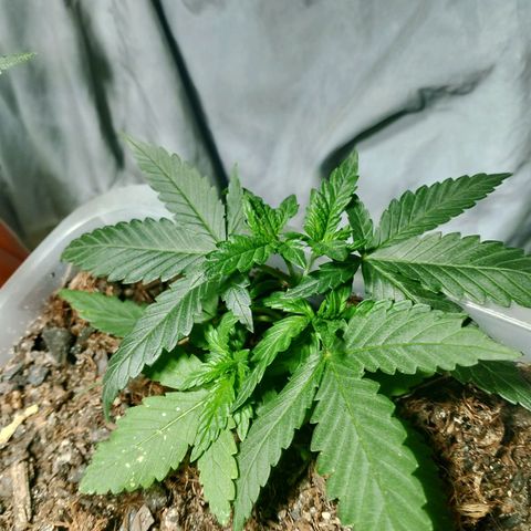 Cleide e Cláudia  growlog timeline photo