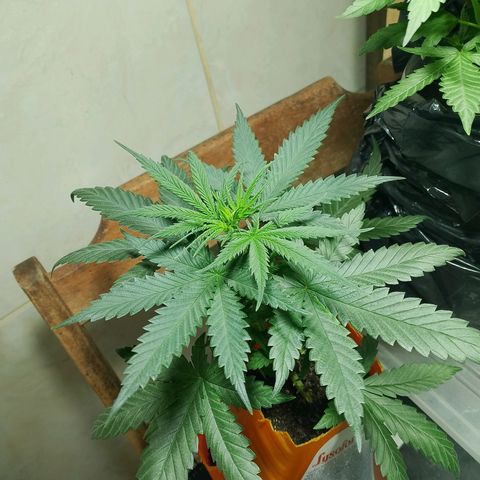 Cleide e Cláudia  growlog timeline photo