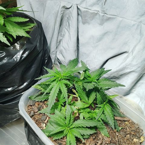 Cleide e Cláudia  growlog timeline photo