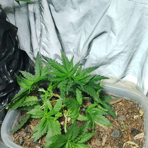 Cleide e Cláudia  growlog timeline photo