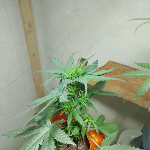 Cleide e Cláudia  growlog timeline photo