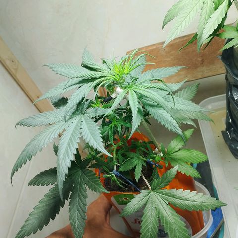Cleide e Cláudia  growlog timeline photo