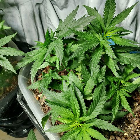 Cleide e Cláudia  growlog timeline photo