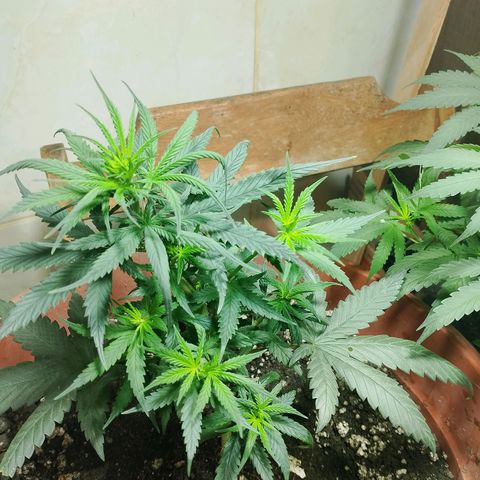 Cleide e Cláudia  growlog timeline photo