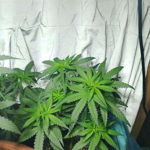 Cleide e Cláudia  growlog timeline photo