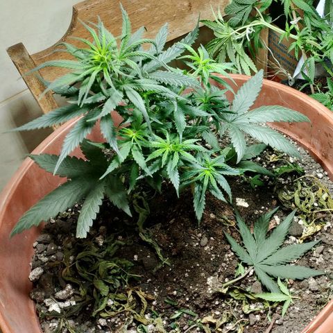 Cleide e Cláudia  growlog timeline photo
