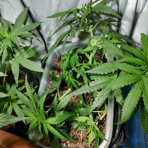 Cleide e Cláudia  growlog timeline photo